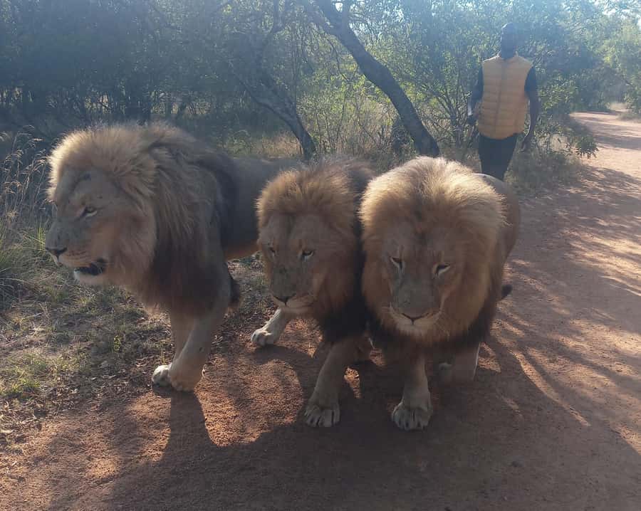 Johannesburg: Guided Walk with Lions in the African Bush - Safety rules that shape the experience