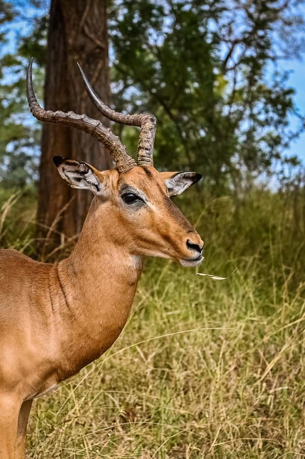 Johannesburg: Guided Walk with Lions in the African Bush - What to bring and what to leave behind