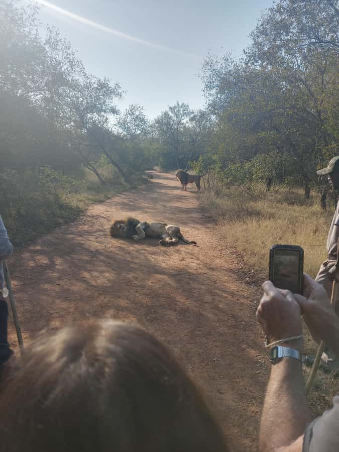 Johannesburg: Guided Walk with Lions in the African Bush - Who will enjoy this most?