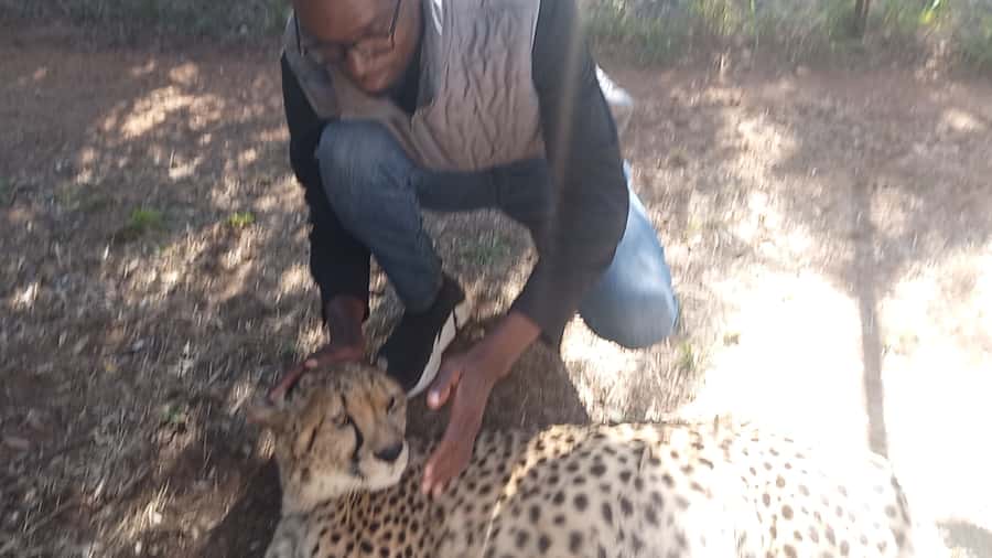 Johannesburg: Guided Walk with Lions in the African Bush - From Sandton or Pretoria to the bush