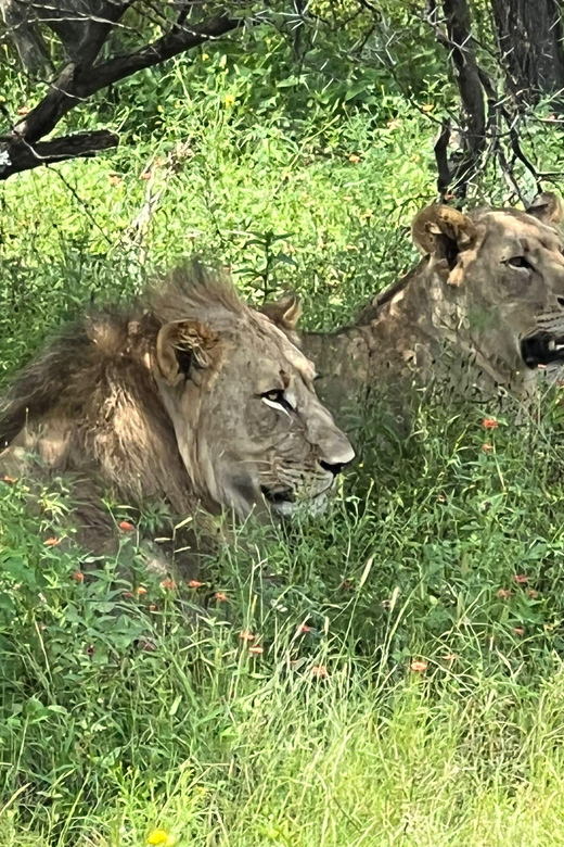 Johannesburg: Half-Day Big 5 Safari Tour - Dinokeng gives Johannesburg a genuine bush outing
