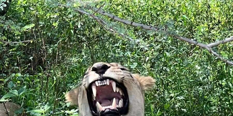 Johannesburg: Half-Day Big 5 Safari Tour - The drive to the reserve is part of the reset