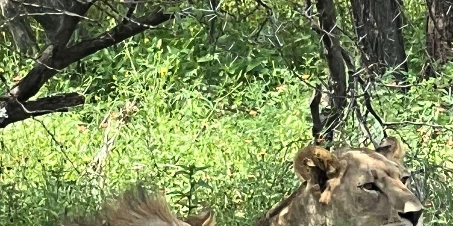 Johannesburg: Half-Day Big 5 Safari Tour - What you might see in Dinokeng