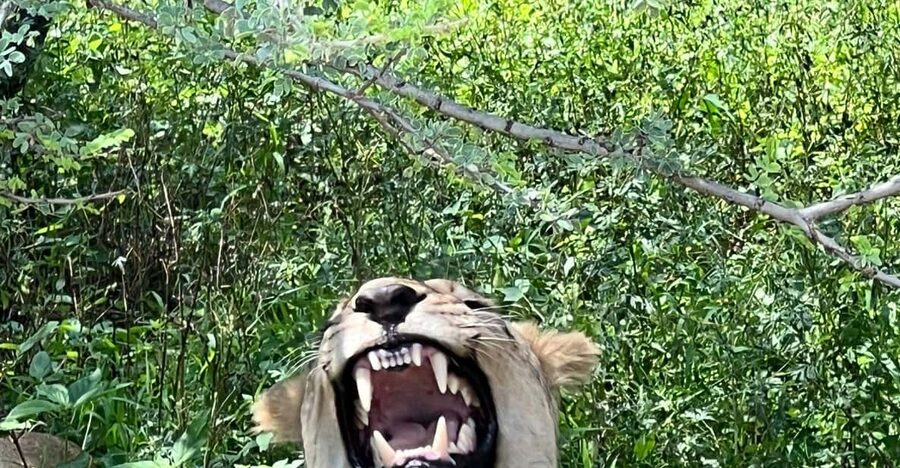 Johannesburg: Half-Day Big 5 Safari Tour - Solo visitors and first-time safari guests