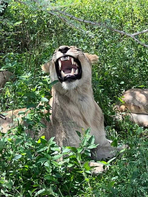 Johannesburg: Half-Day Big 5 Safari Tour - The Johannesburg pickup shapes your whole day
