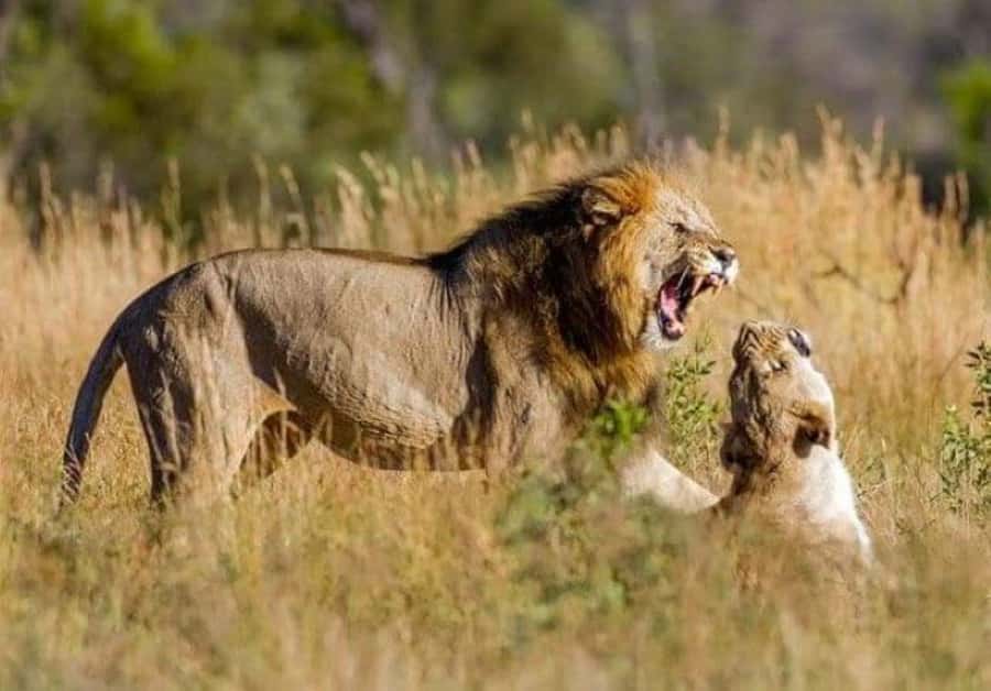 Johannesburg: Lion and Safari Park tour. Pick up Privately - Key points at a glance