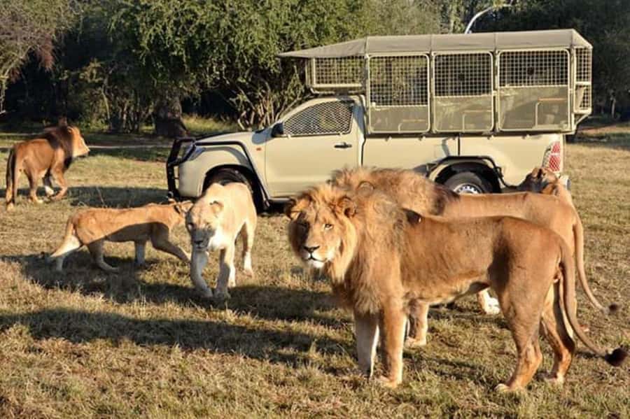 Johannesburg: Lion and Safari Park tour. Pick up Privately - Why this park works for a short Johannesburg safari