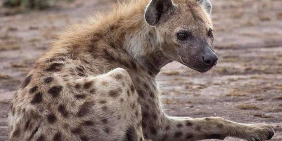 Johannesburg: Lion and Safari Park tour. Pick up Privately - What makes the close animal access valuable