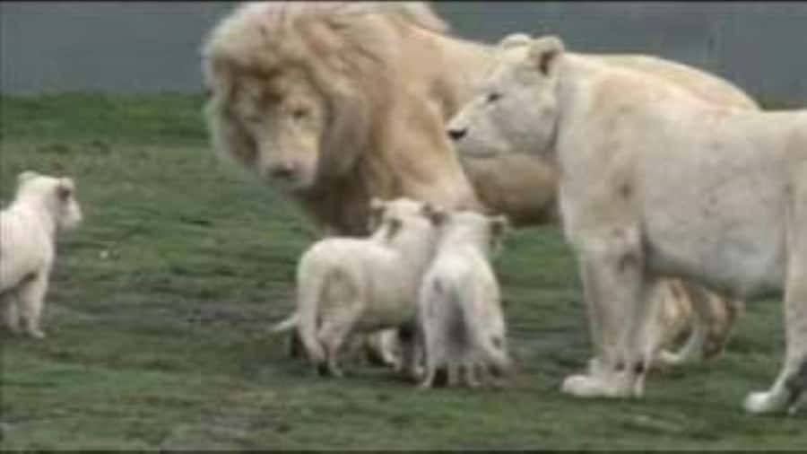 Johannesburg: Lion and Safari Park tour. Pick up Privately - Lunch at the Wetlands restaurant