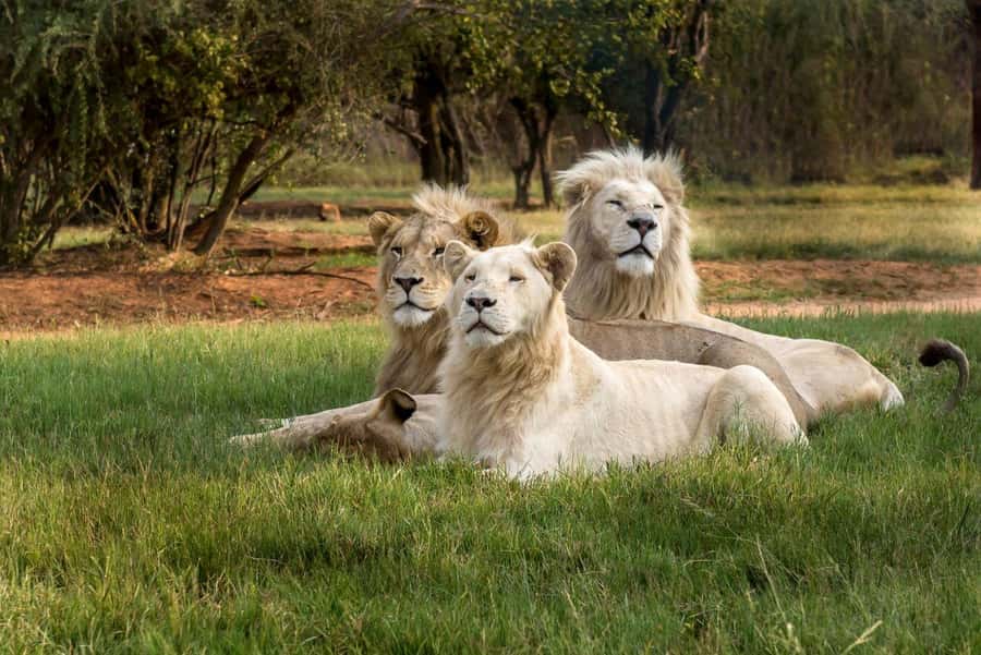 Johannesburg: Lion and Safari Park tour. Pick up Privately - Who should book this experience
