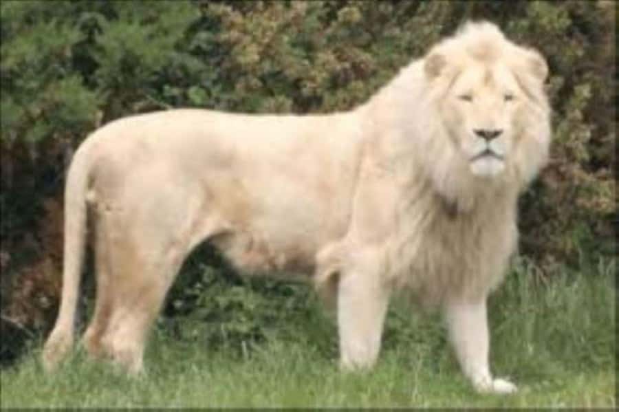 Johannesburg: Lion and Safari Park tour. Pick up Privately - Practical booking advice before you go