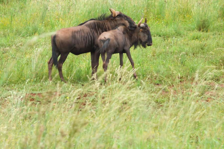 Johannesburg: Rhino and Lion Nature Reserve Safari - A practical half-day safari from Johannesburg