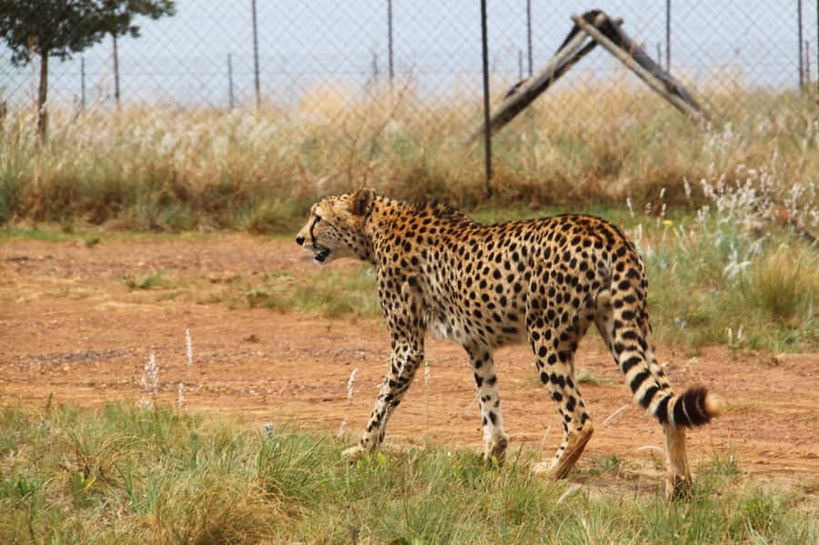 Johannesburg: Rhino and Lion Nature Reserve Safari - Settling into the open safari vehicle