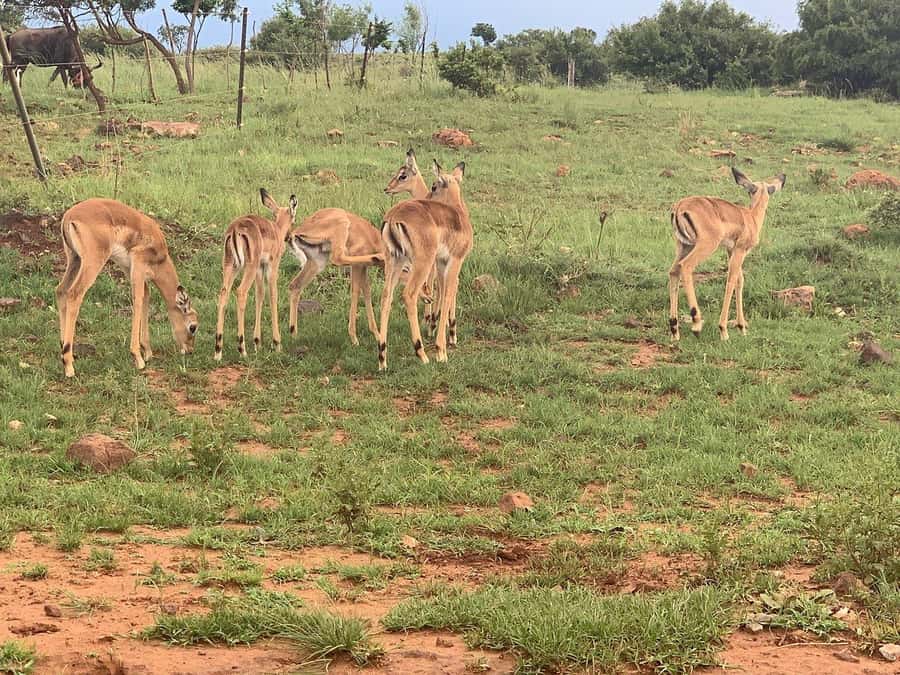 Johannesburg: Rhino and Lion Nature Reserve Safari - Animals you may see on the drive