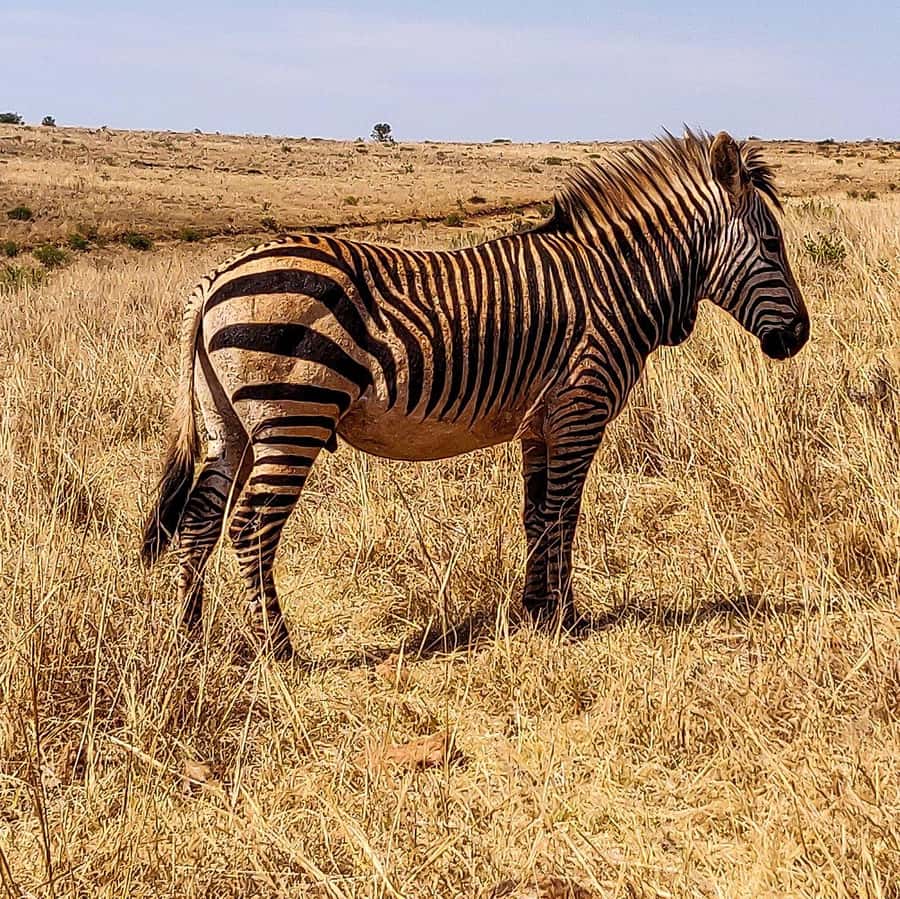 Johannesburg: Rhino and Lion Nature Reserve Safari - Souvenirs and the return to Johannesburg