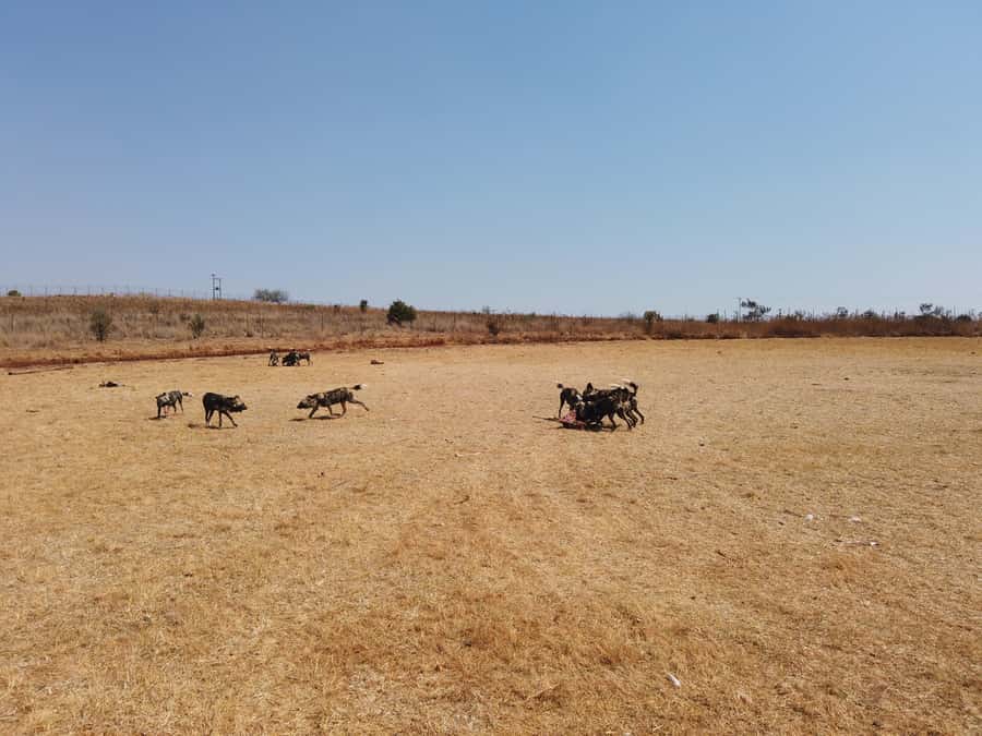 Johannesburg: Rhino and Lion Nature Reserve Safari - What to bring and what to leave at home