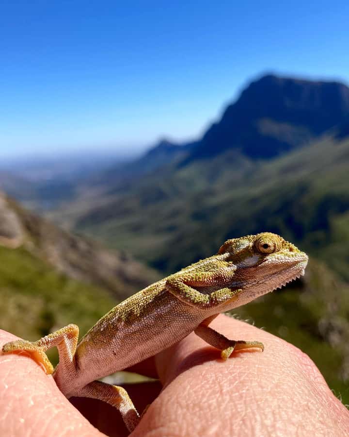 Jonkershoek Nature Reserve: Guided Panorama Trail Hike - Who will get the most from this hike?
