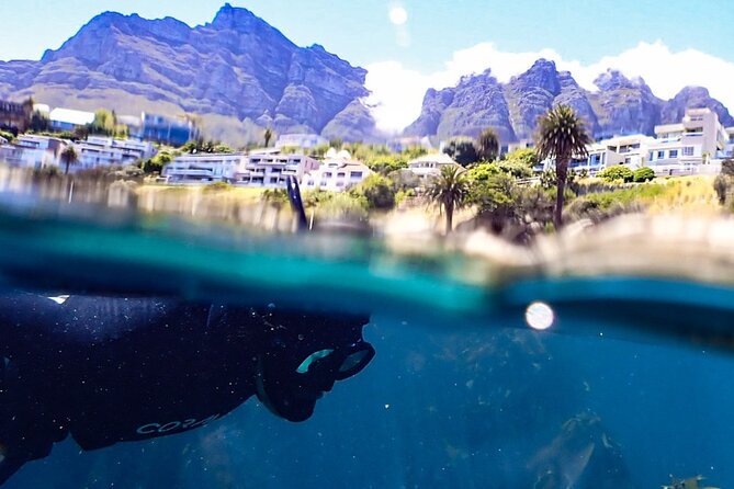Kelp Forest Snorkeling in Cape Town - Key points at a glance
