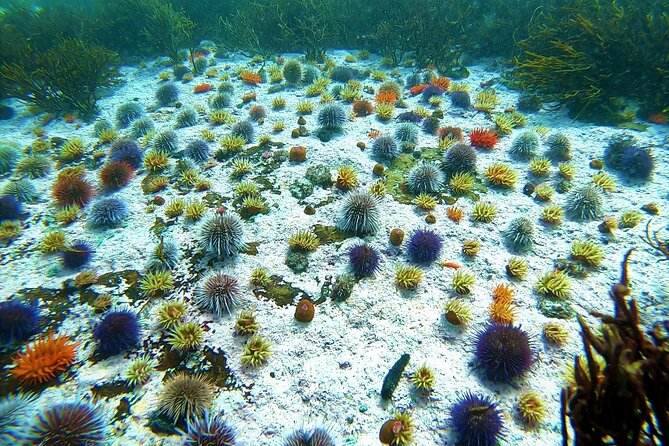 Kelp Forest Snorkeling in Cape Town - What you might see beneath the kelp