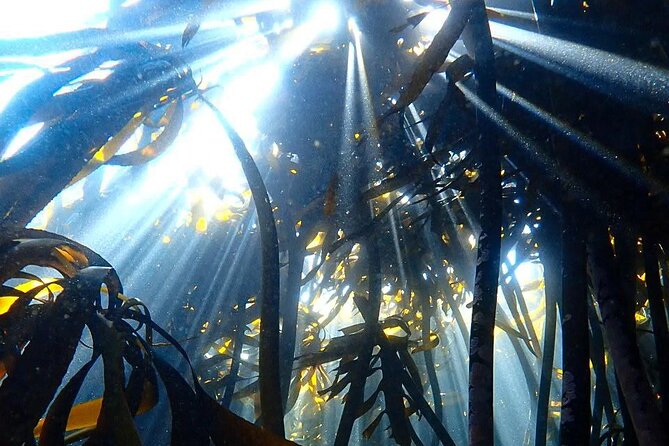Kelp Forest Snorkeling in Cape Town - Value, group size, and what you need to bring