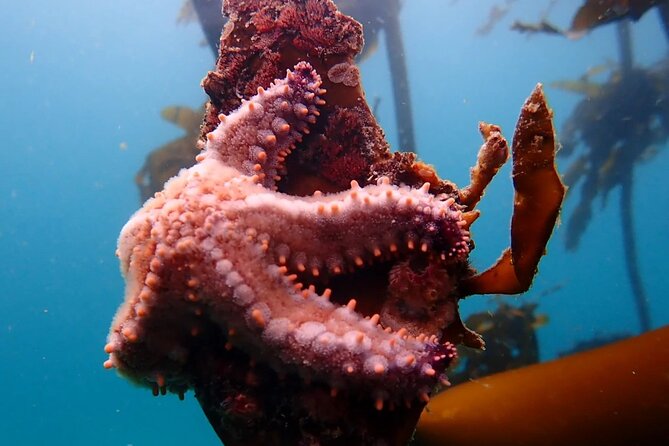 Kelp Forest Snorkeling in Cape Town - Who will enjoy this most