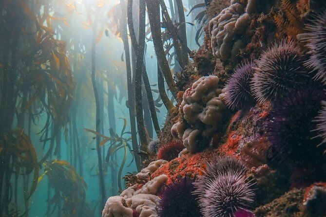 Kelp Forest Snorkeling in Cape Town - Choosing the site: why Windmill Beach is usually used