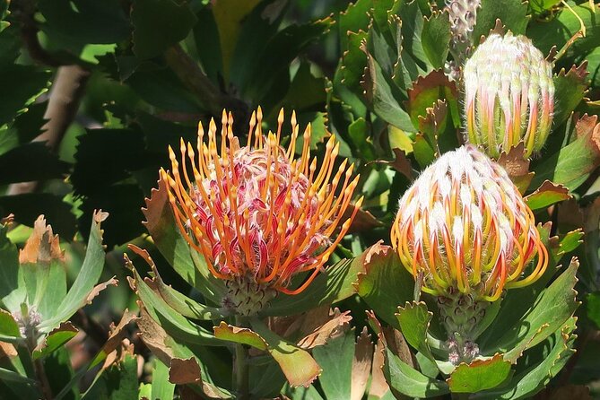 Kirstenbosch Botanical Gardens and Constantia Wine Tasting Tour. - Starting at 9:00 a.m. with pickup in Cape Town