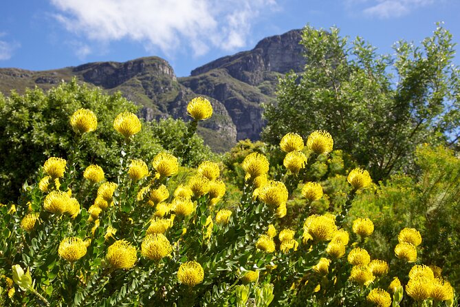 Kirstenbosch Garden, Bo-Kaap-Penguins & Cape of Good Hope Tour - Kirstenbosch gives the day breathing room