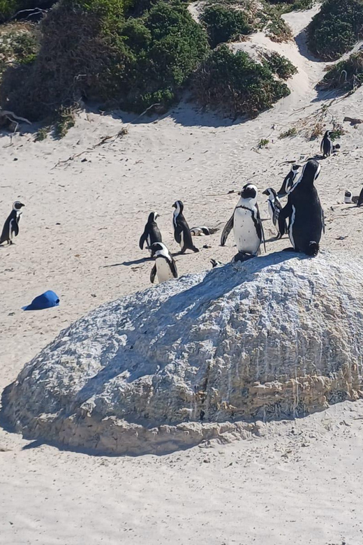 Kirstenbosch Garden, Bo-Kaap-Penguins & Cape Peninsula Tour - Chapman’s Peak and the Atlantic return