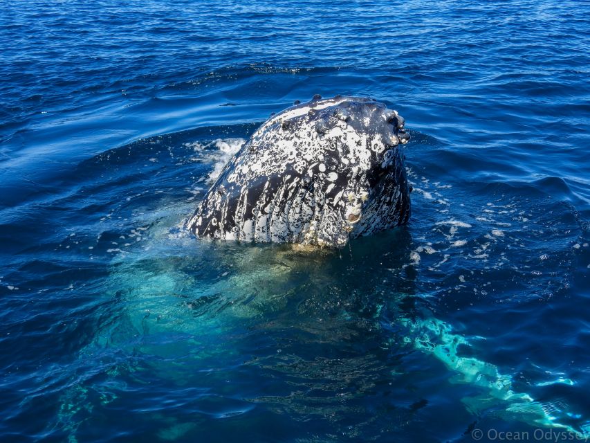 Knysna: Close Encounter Whale Watching Tour by Boat - Should you book the Ocean Odyssey whale tour?