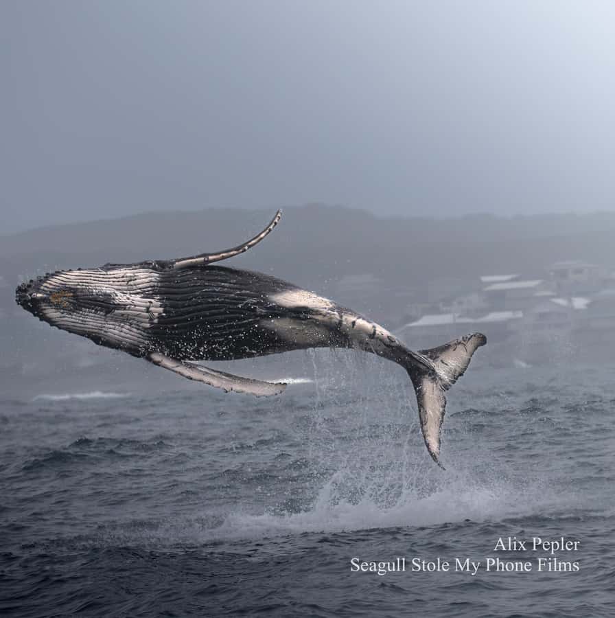 Knysna: Close Encounter Whale Watching Tour by Boat - From Thesen Island to the open ocean