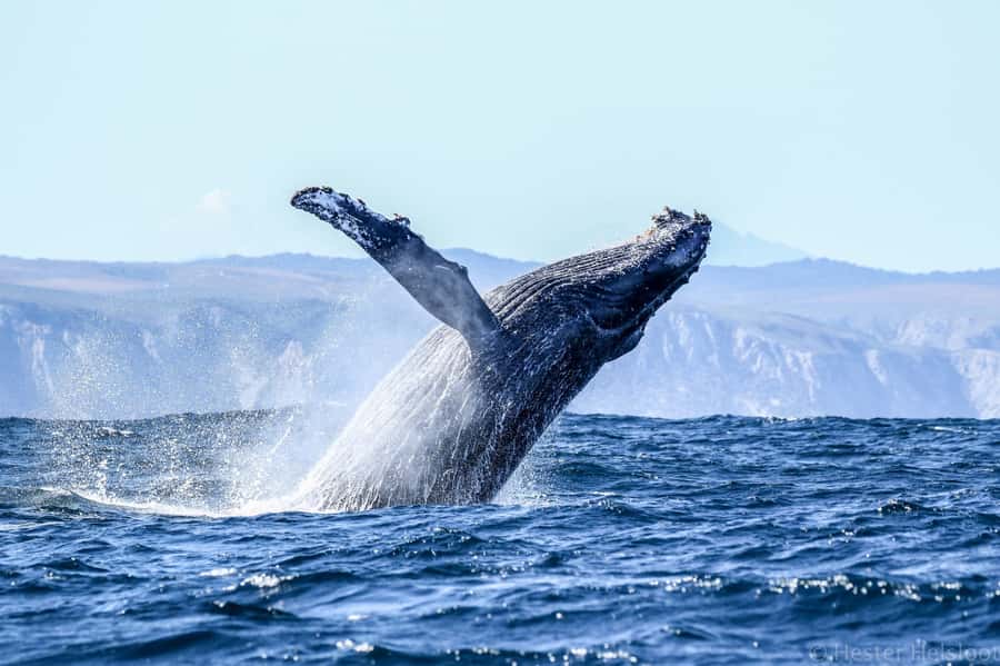 Knysna: Close Encounter Whale Watching Tour by Boat - What the two-hour route feels like