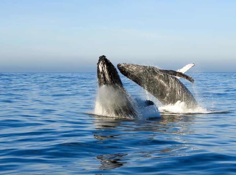 Knysna: Close Encounter Whale Watching Tour by Boat - The guides, skipper, and safety approach
