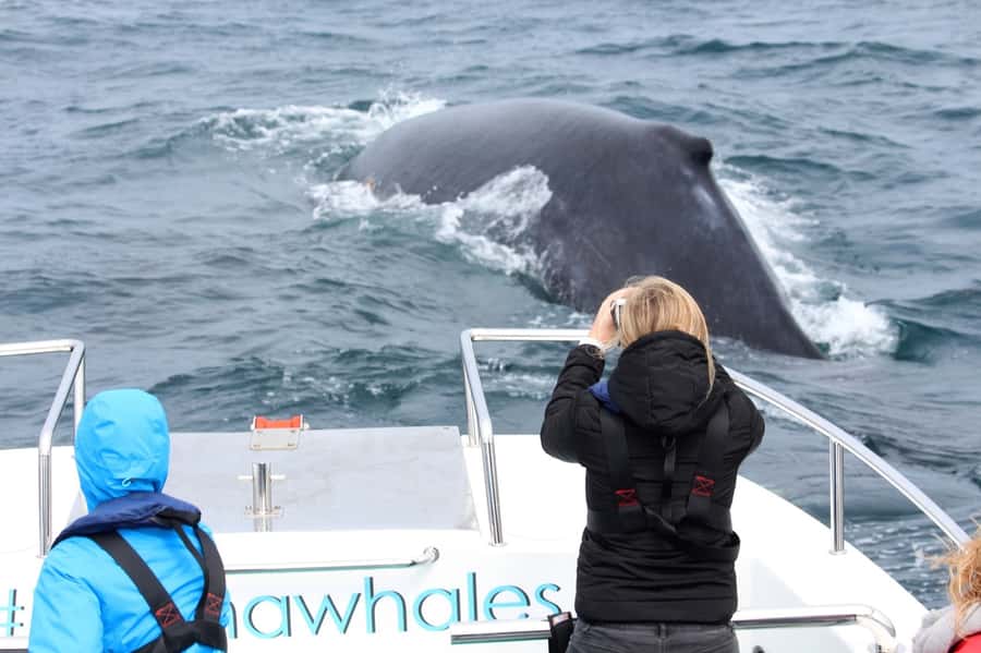 Knysna: Close Encounter Whale Watching Tour by Boat - Who will enjoy this trip most