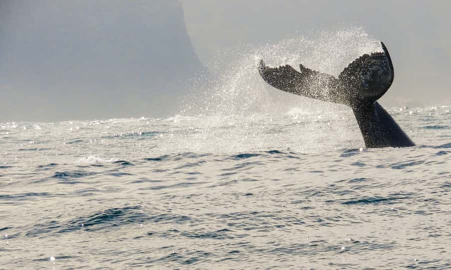 Knysna: Close Encounter Whale Watching Tour by Boat - Is $113 a fair price?