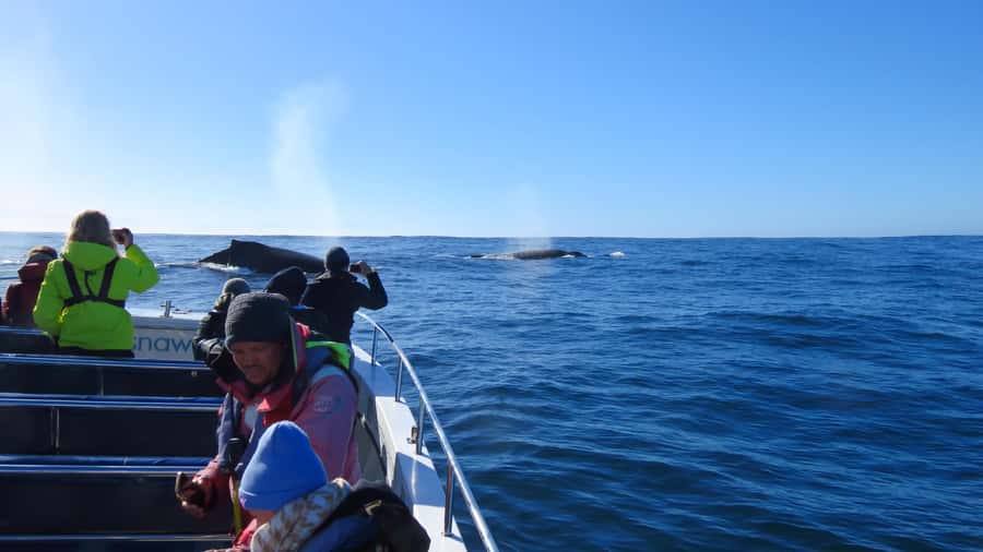 Knysna: Close Encounter Whale Watching Tour by Boat - Practical advice for a better outing