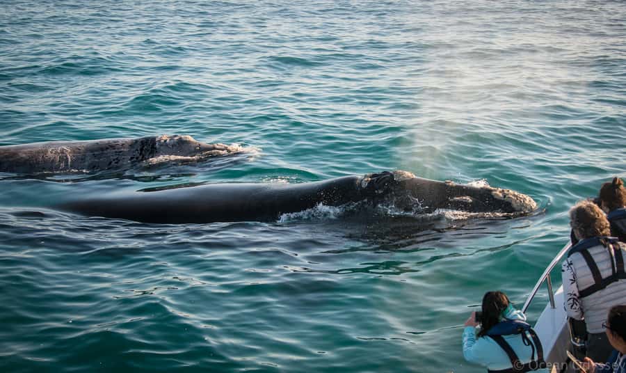Knysna: Close Encounter Whale Watching Tour by Boat - Through Knysna Heads and into the Indian Ocean