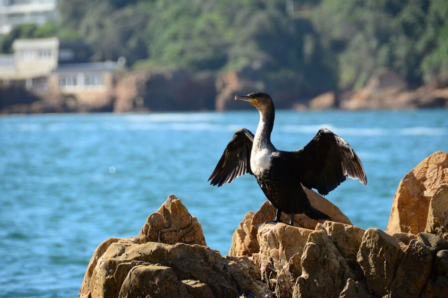 Knysna Heads and Estuary Adventure - Setting out from Thesen Harbour Town