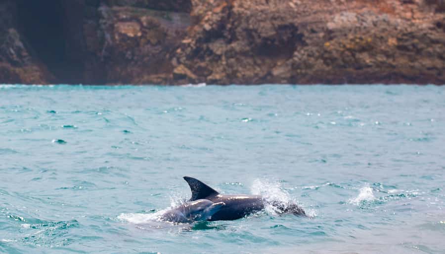 Knysna: Luxury Sunset Cruise with Captain's Barbeque - Who will enjoy this cruise most