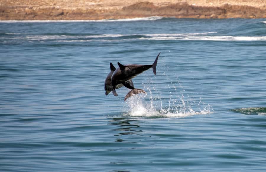 Knysna: Marine Life & Garden Route Coastline Tour - From Thesen Harbour Town to the Knysna Heads