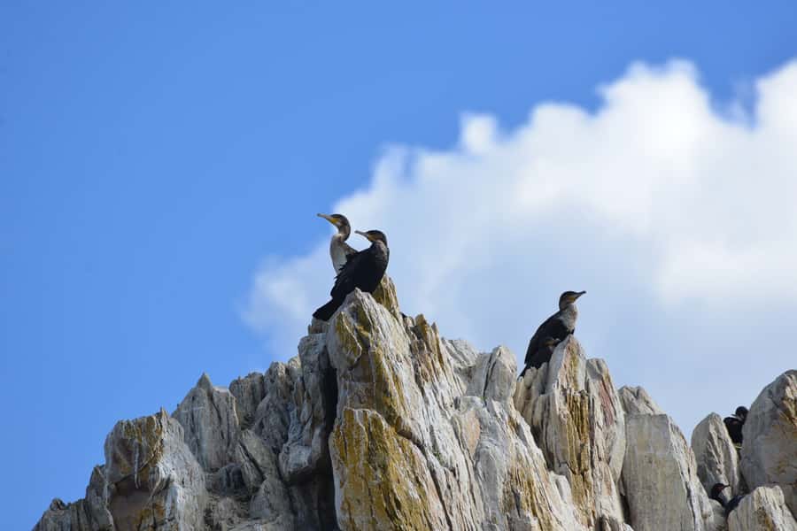 Knysna: Marine Life & Garden Route Coastline Tour - What the $5 price really means