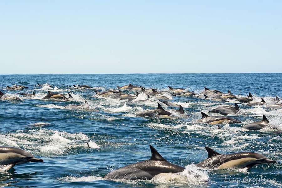 Knysna: Marine Life & Garden Route Coastline Tour - Who will get the most from this cruise