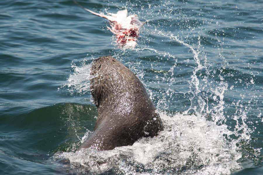 Knysna: Marine Life & Garden Route Coastline Tour - Should you book the Knysna marine cruise?