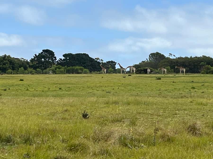 KRAGGA KAMMA GAME PARK - Key points to know before booking