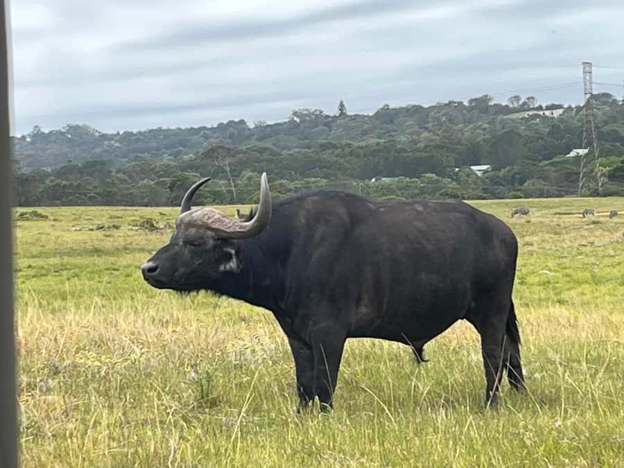KRAGGA KAMMA GAME PARK - A compact safari near Port Elizabeth