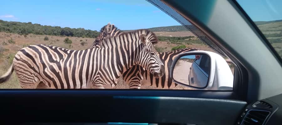 KRAGGA KAMMA GAME PARK - Close views without heavy safari gear