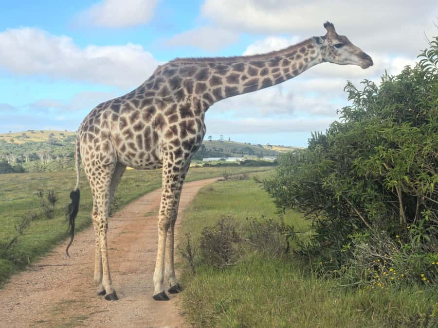 Kragga Kamma Game Park 4x4 & BBQ LUNCH - Key points to know before you book
