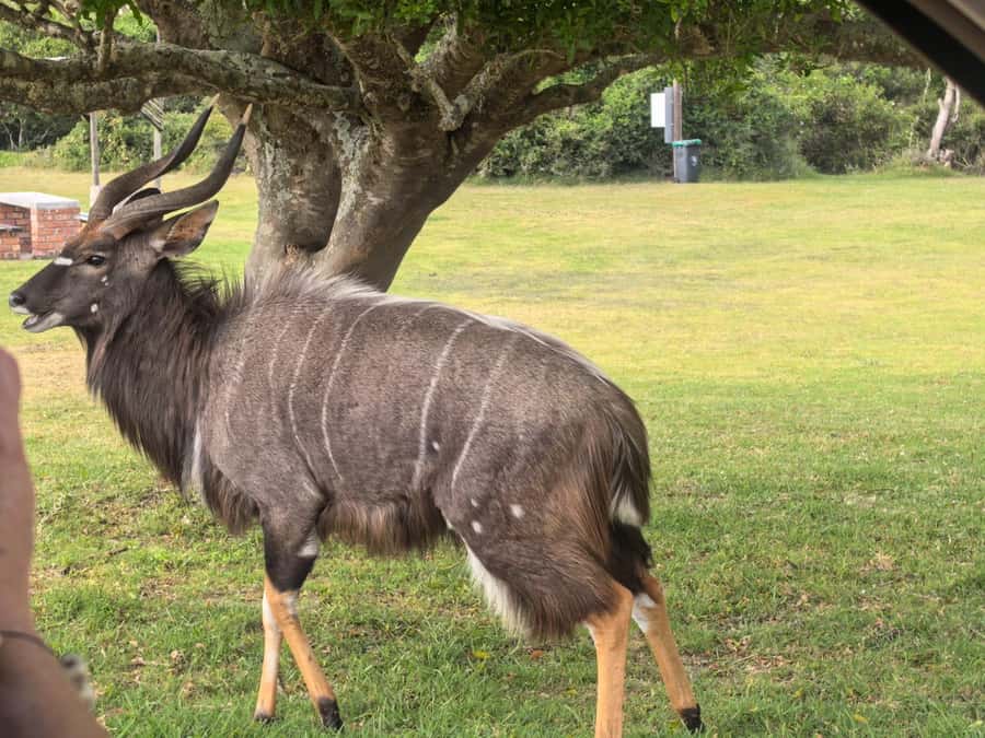 Kragga Kamma Game Park 4x4 & BBQ LUNCH - A close-to-town safari with real wildlife