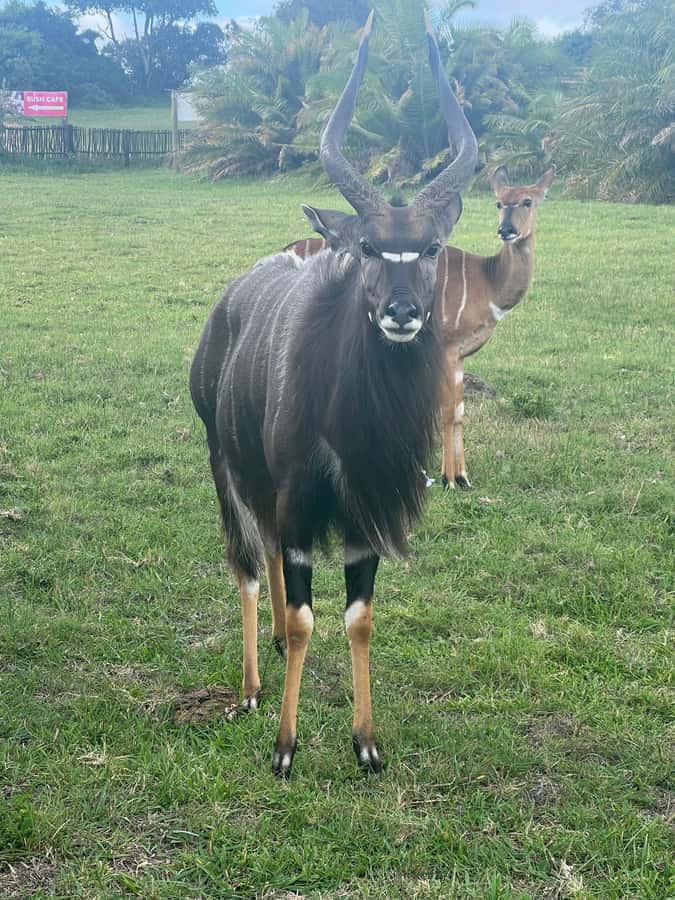 Kragga Kamma Game Park 4x4 & BBQ LUNCH - What the five-hour schedule really means