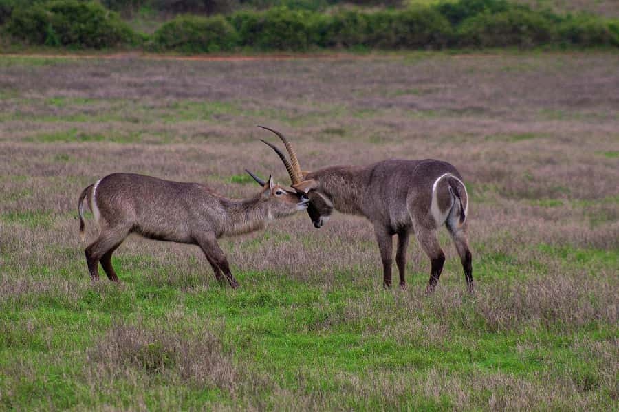 Kragga Kamma Game Park - What the vehicle means for your photos
